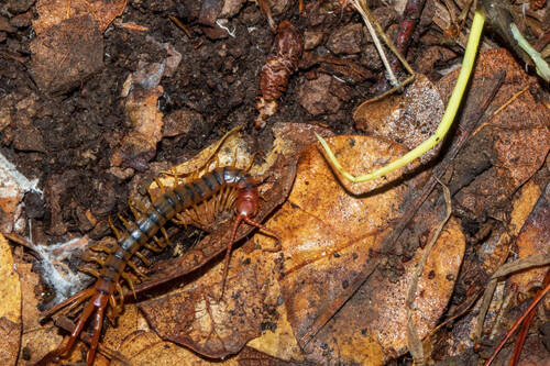 Scolopendra polymorpha