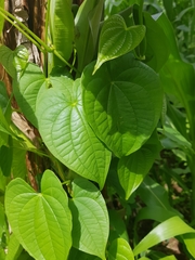Image of Dioscorea bulbifera