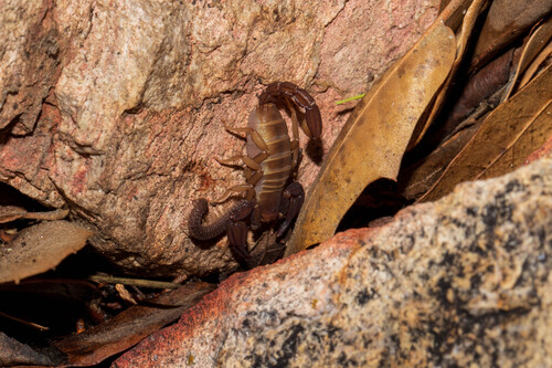 Pseudouroctonus apacheanus