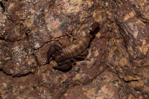 Pseudouroctonus apacheanus