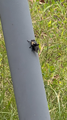 Mouse Bot Fly