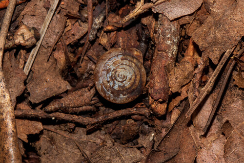 Angulate Woodlandsnail