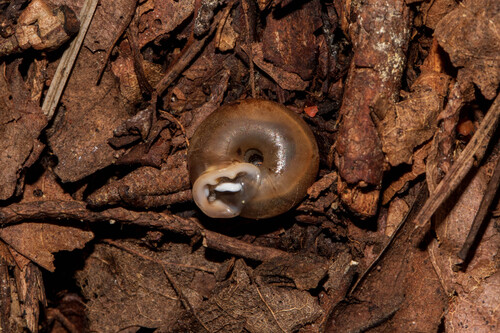 Angulate Woodlandsnail
