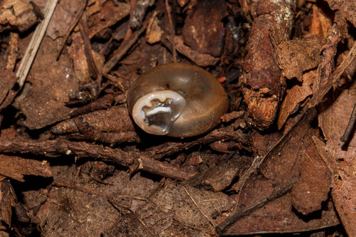 Angulate Woodlandsnail