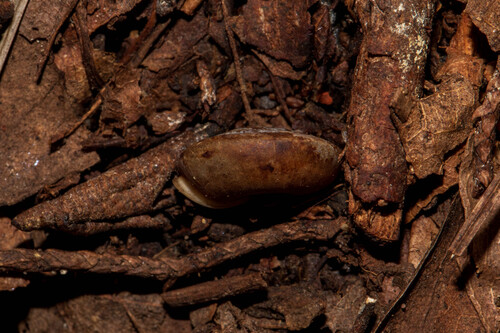 Angulate Woodlandsnail
