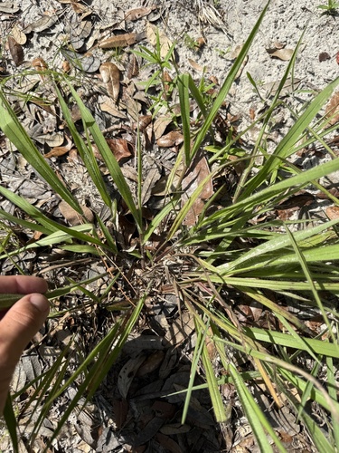 Paspalum setaceum var. rigidifolium