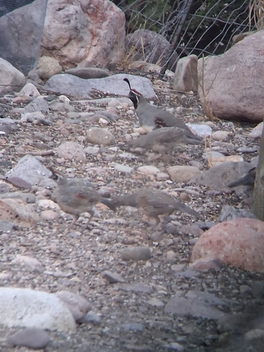 Gambel's Quail