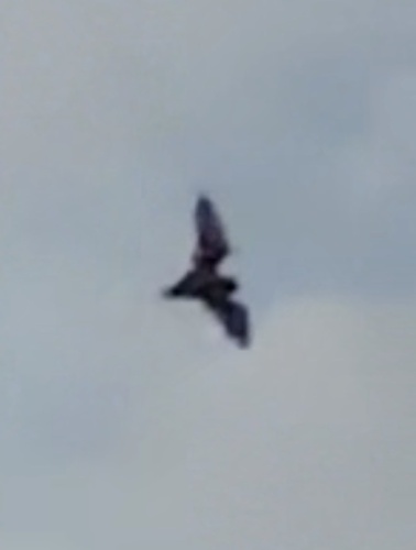Mexican Free-tailed Bat
