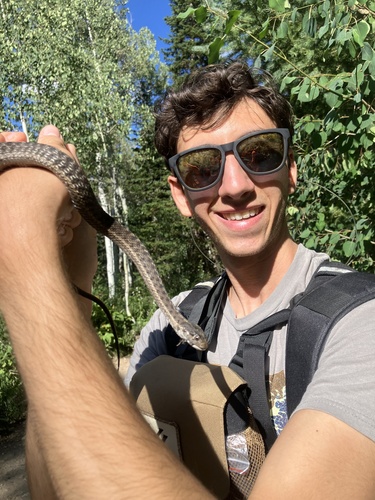 Wandering Garter Snake