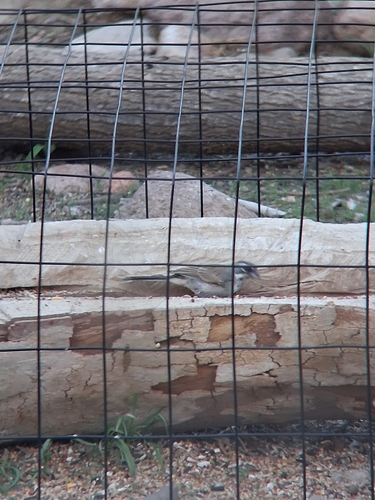Black-throated Sparrow