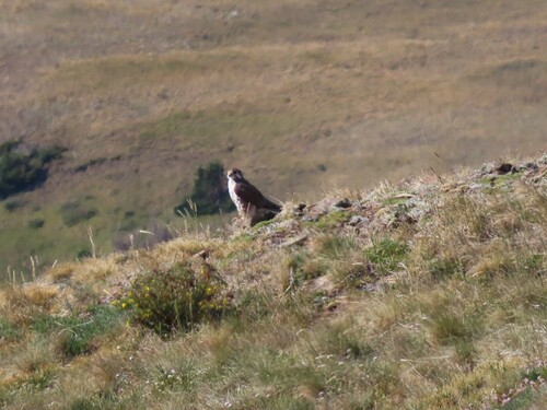 Prairie Falcon