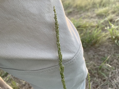 White Tridens