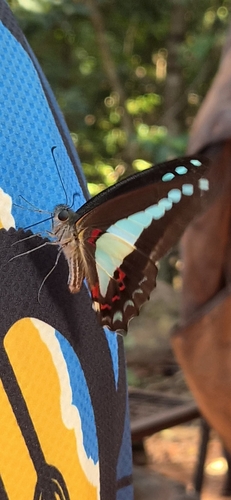 Wallacea Bluebottle