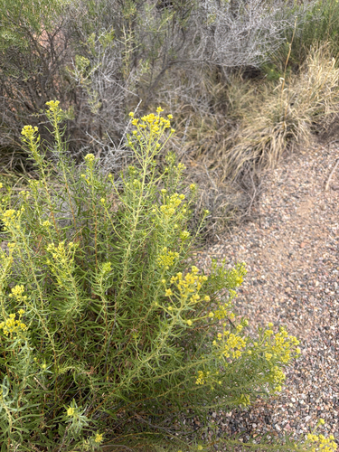 Southern Goldenbush