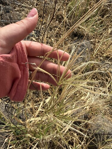 Feather Finger Grass