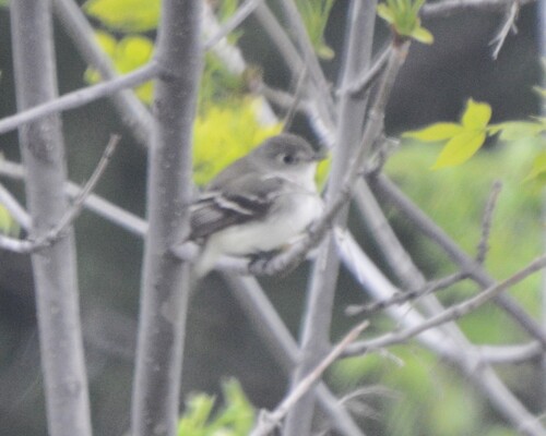 Least Flycatcher