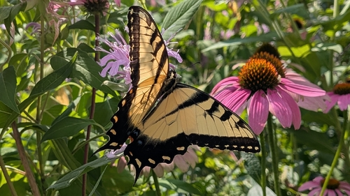 Eastern Tiger Swallowtail