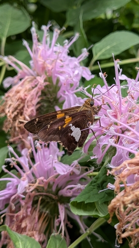 Silver-spotted Skipper