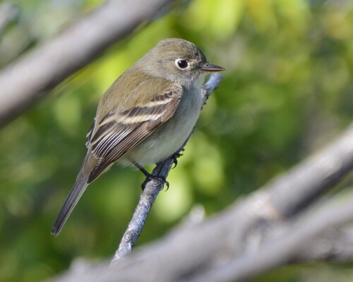 Least Flycatcher