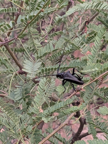 Stenaspis solitaria