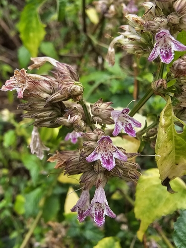 Lepidagathis walkeriana