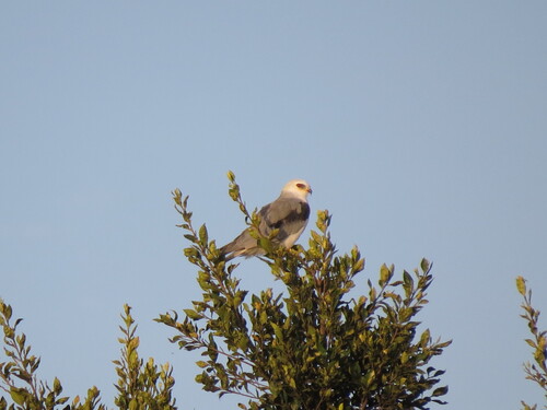 White-tailed Kite