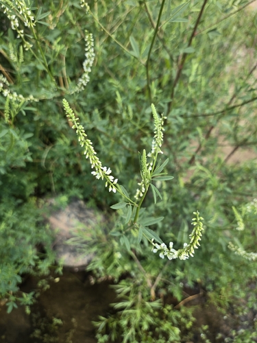 White Sweetclover