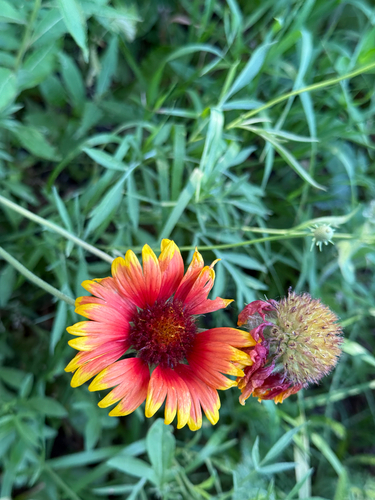 firewheel