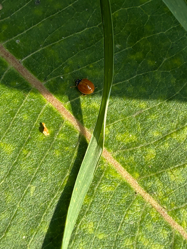 Polished Lady Beetle