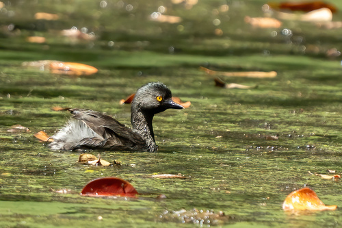 Least Grebe