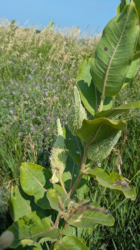 common milkweed
