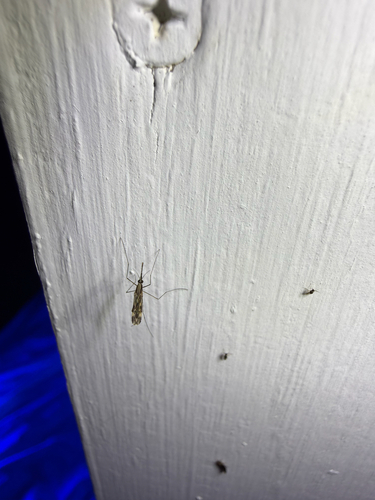 Woodland Malaria Mosquito