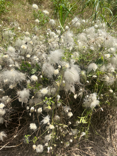 Old Man's Beard Clematis