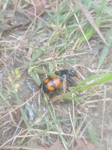 Margined Burying Beetle