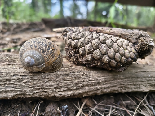 Humboldtiana buffoniana