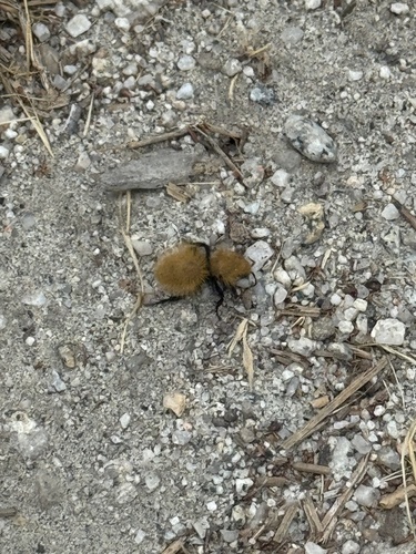 iNaturalist observation photo of Dasymutilla californica