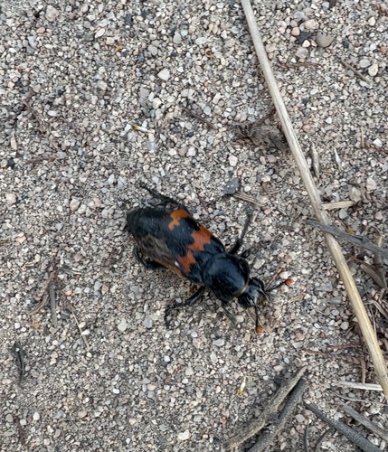 Margined Sexton Beetle