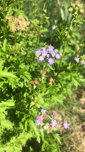 Palmleaf Mistflower