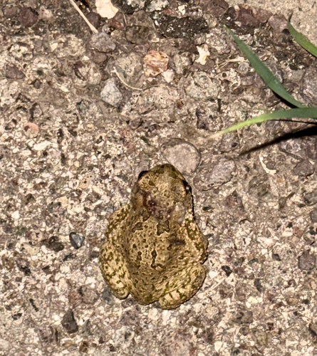Texas Toad