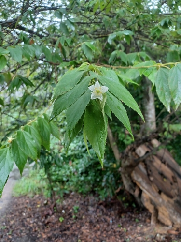 calabur tree