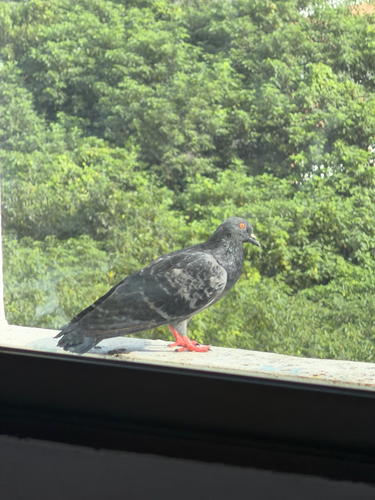 Rock Pigeon