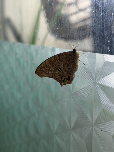 Common Evening Brown