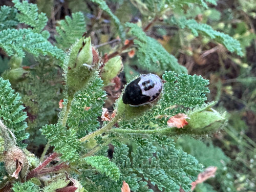 iNaturalist observation photo of Holcostethus sphacelatus