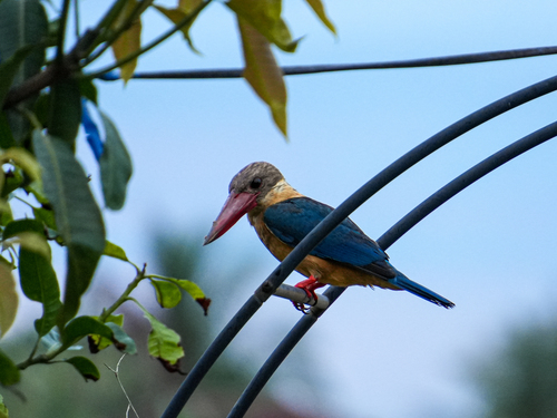 Stork-billed Kingfisher