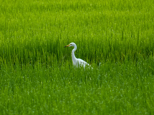 Medium Egret