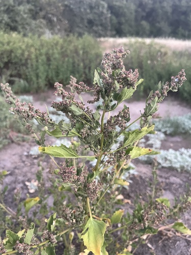 iNaturalist observation photo of maple and nettle-leaved goosefoots