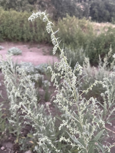 iNaturalist observation photo of Tarragon