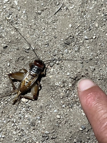 iNaturalist observation photo of Variable Field Cricket
