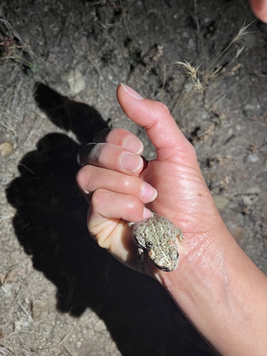 iNaturalist observation photo of California Toad