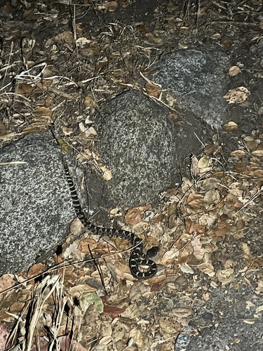 iNaturalist observation photo of Northern Pacific Rattlesnake